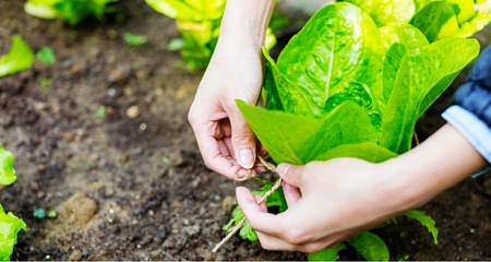 Agriculture of Lettuce